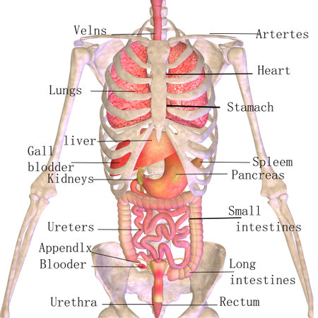 Illustration of human digestive system with the names of internal organs.の写真素材
