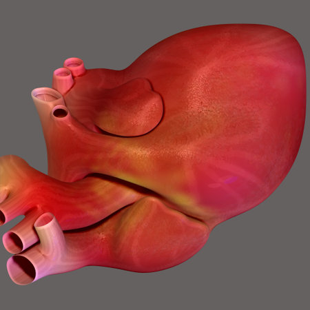 Human Heart Anatomy For Medical Concept 3D Illustration Design.の写真素材