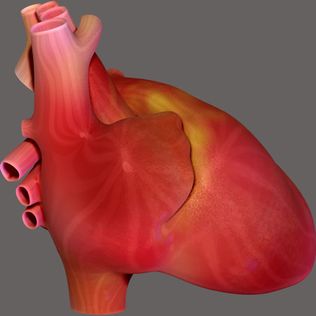 Human heart anatomy. 3D render. Isolated on gray background.の写真素材
