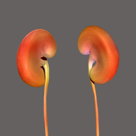 Human Urinary System Kidneys Anatomy For Medical Concept 3D Illustration