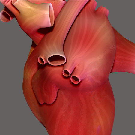 Human Heart Anatomy For Medical Concept 3D Illustration Design.の写真素材