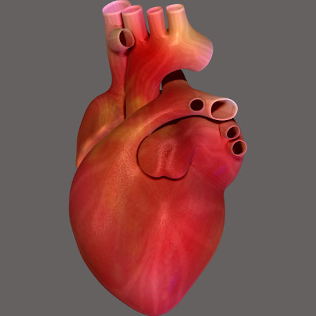 Human heart anatomy. 3D render. Isolated on gray background.の写真素材