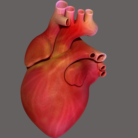 Human Heart Anatomy For Medical Concept 3D Illustration Design.の写真素材