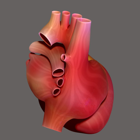 Human heart. Anatomy. 3D illustration. Isolated on gray background.の写真素材