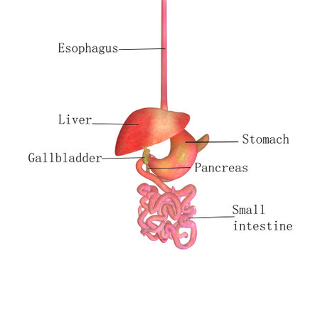 Anatomy of human liver. Vector illustration on white background.の写真素材