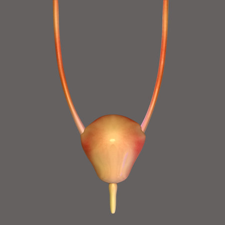 Human Urinary System Anatomy For Medical Concept 3D Illustrationの写真素材
