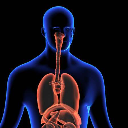 Human Digestive System Anatomy For Medical Concept 3D Illustrationの写真素材