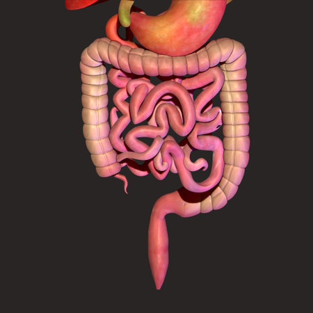 Human digestive system, 3D illustration. Digestive system in high detail.の写真素材
