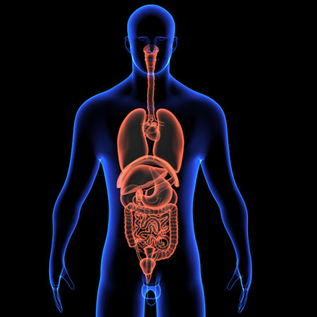 Human Digestive System Anatomy For Medical Concept 3D Illustrationの写真素材