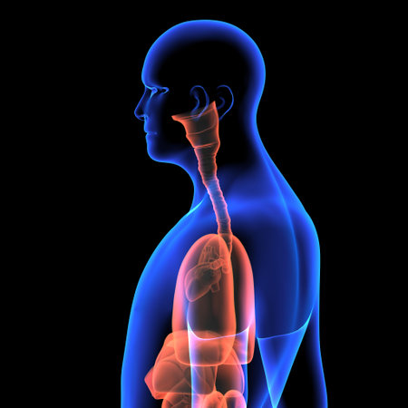 Human Respiratory System Anatomy For Medical Concept 3D Illustrationの写真素材