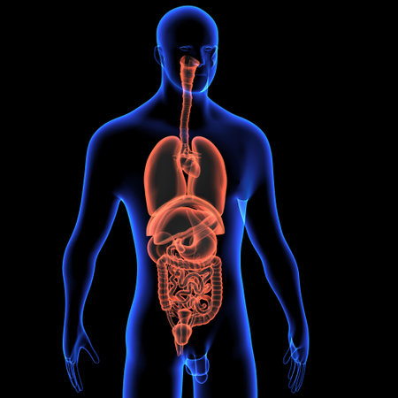 Human Digestive System Anatomy For Medical Concept 3D Illustrationの写真素材