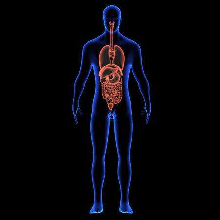 Human Organs - Male Organs (Lungs Anatomy)の写真素材