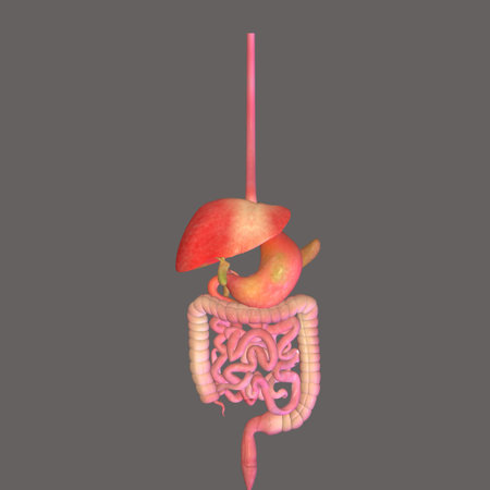Human digestive system. Human digestive system. 3d render illustration.の写真素材