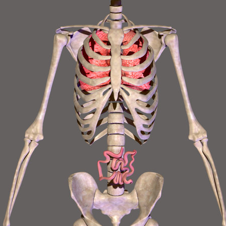 Human Skeleton Anatomy For Medical Concept 3D Illustration.の写真素材