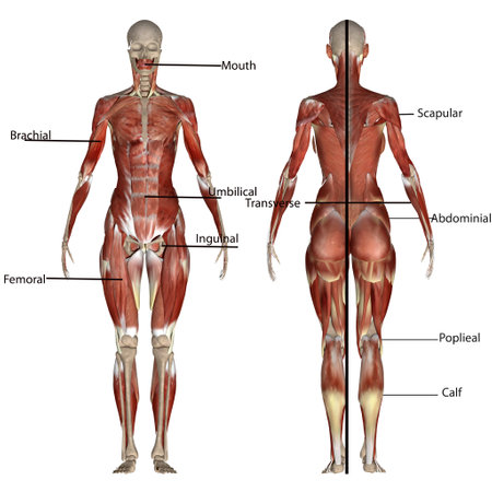 3D render of a male figure with muscle maps isolated on white backgroundの写真素材