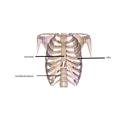 Illustration of a human skeleton anatomy isolated on a white background.の写真素材