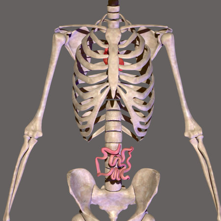 Human skeleton anatomy, 3D illustration, medical concept, front viewの写真素材