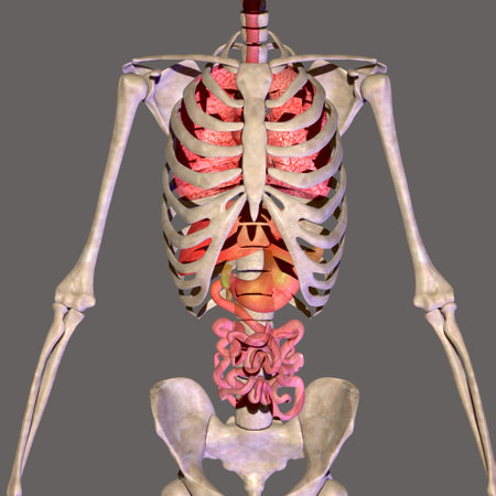 Human skeleton anatomy with muscles, medical 3D illustration, front viewの写真素材