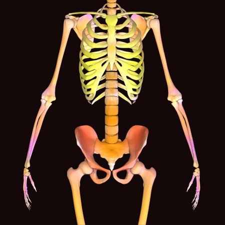 Human skeleton anatomy, x-ray view, 3D illustration.の写真素材