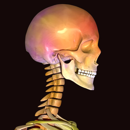 Human Skeleton Anatomy For Medical Concept 3D Illustration.の写真素材