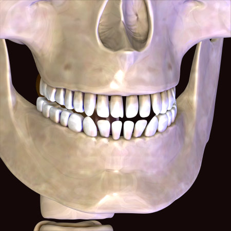 Human jaw with teeth on a black background. 3D illustration.の写真素材