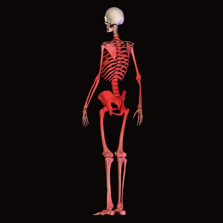 Human skeleton anatomy, isolated on black background. 3D rendering.の写真素材