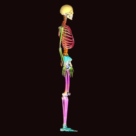 Human skeleton anatomy, 3D rendering, isolated on black background.の写真素材