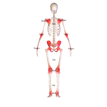 Human skeleton anatomy, 3D illustration, isolated on white background.の写真素材