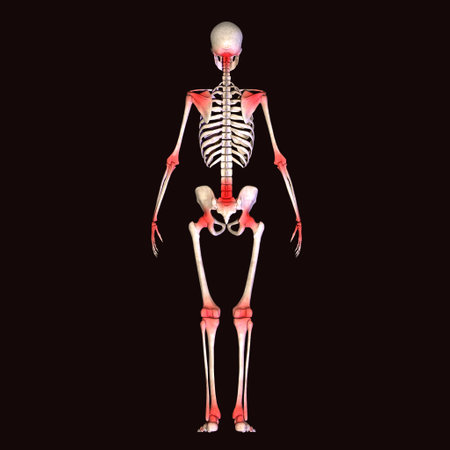 Human skeleton anatomy, isolated on black background. 3D rendering.の写真素材