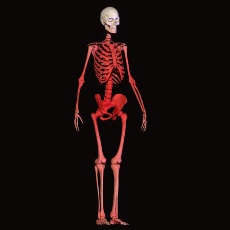 Human skeleton anatomy, isolated on black background. 3D illustration.の写真素材