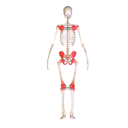 3D rendered Illustration of a female skeleton showing the skeletal systemの写真素材