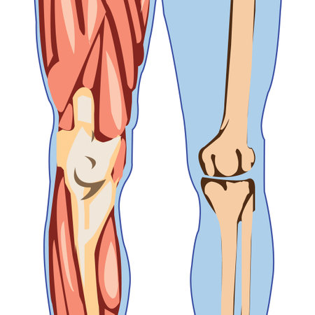 Vector illustration of human leg anatomy, part of human body. Part of human body.の写真素材