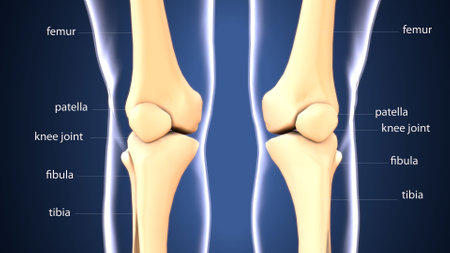 Human Knee joint pain on blue background. 3D illustration.
