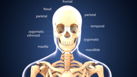 Human Skeleton Skull Anatomy For Medical Concept 3D Illustrationの写真素材