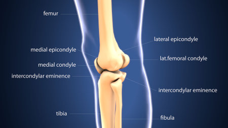 Human Knee Joints Anatomy For Medical Concept 3D Illustrationの写真素材