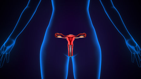 Female Reproductive System Anatomy For Medical Concept 3D Illustrationの写真素材