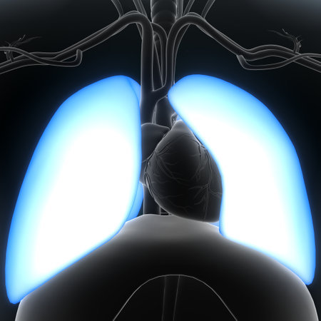 Lungs Anatomy For Medical Concept 3D Illustration.の写真素材