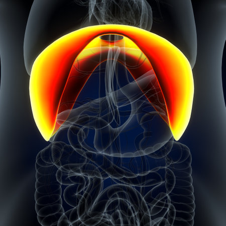Lungs Human Anatomy For Medical Concept 3D Illustrationの写真素材
