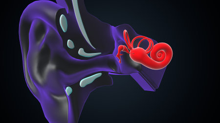 Human kidney anatomy. 3D illustration, 3D CG. High resolution.