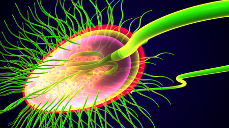 Human kidney cross section. 3D medical illustration showing human kidney anatomyの写真素材