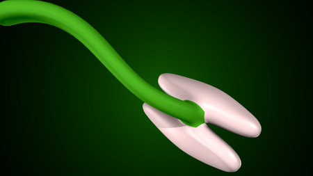 digital illustration of  kidney in colour  backgrounfの写真素材