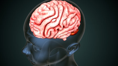 Human Brain Anatomy For Medical Concept. 3D Illustration.の写真素材