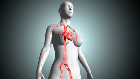 Human Heart Anatomy - 3D Illustration of Female Anatomyの写真素材