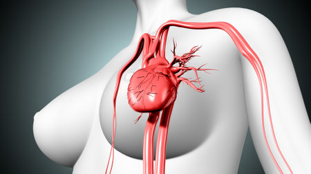 Human Heart Anatomy For Medical Concept 3D Illustration. Contains Transparent Backgroundの写真素材