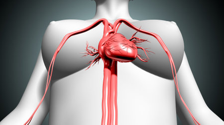 Human Heart with Veins Anatomy. 3D Illustration.の写真素材