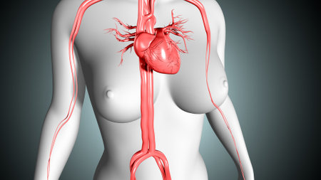 Human Heart anatomy in medical concept. 3D Rendered Illustration.の写真素材