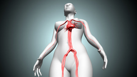 Human Organs Anatomy For Medical Concept  3D Illustrationの写真素材