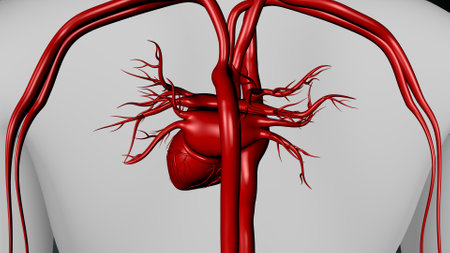 Human Heart with Veins Anatomy For Medical Concept 3D Illustrationの写真素材