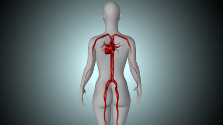 Human Organs Anatomy with Blood vessels. 3D Renderingの写真素材