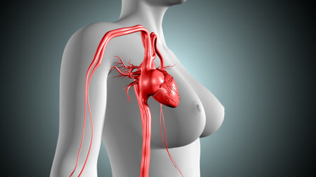 Human Heart Anatomy For Medical Concept. 3D Illustration.の写真素材